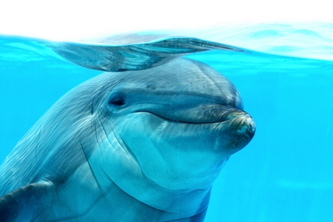 Sahl Hasheesh: Delfinbeobachtung und Schnorcheltour mit Mittagessen