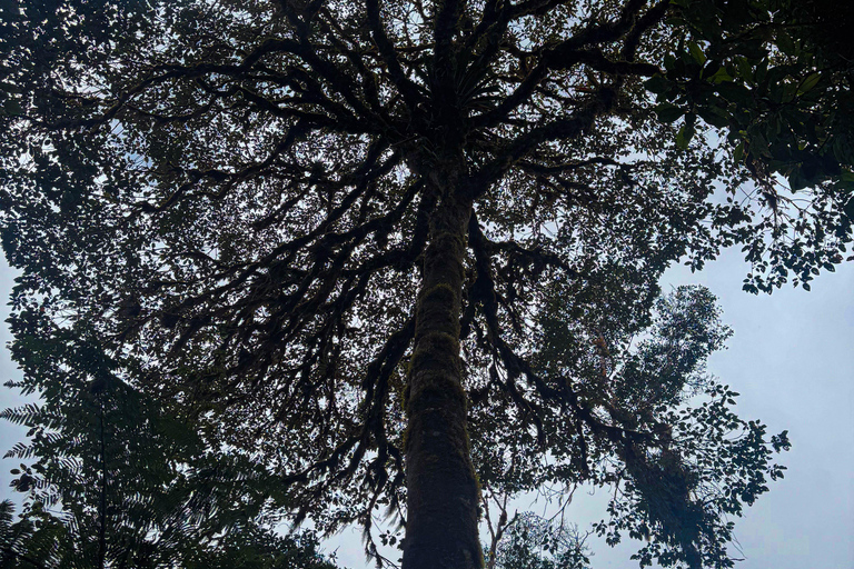 Quito: 2-Day Cloud Forest Experience