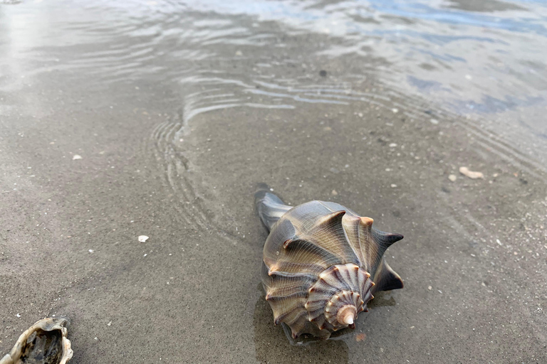 Charleston: Private Shark-tooth hunt and Lighthouse Viewing