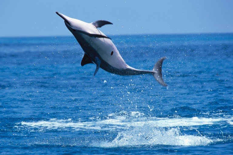 Puerto Escondido: Family Private Boat Tour