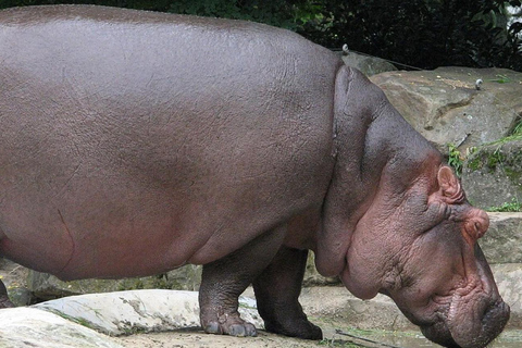 Pietermaritzburg: Scholars Small Group St Lucia Hippo Tour