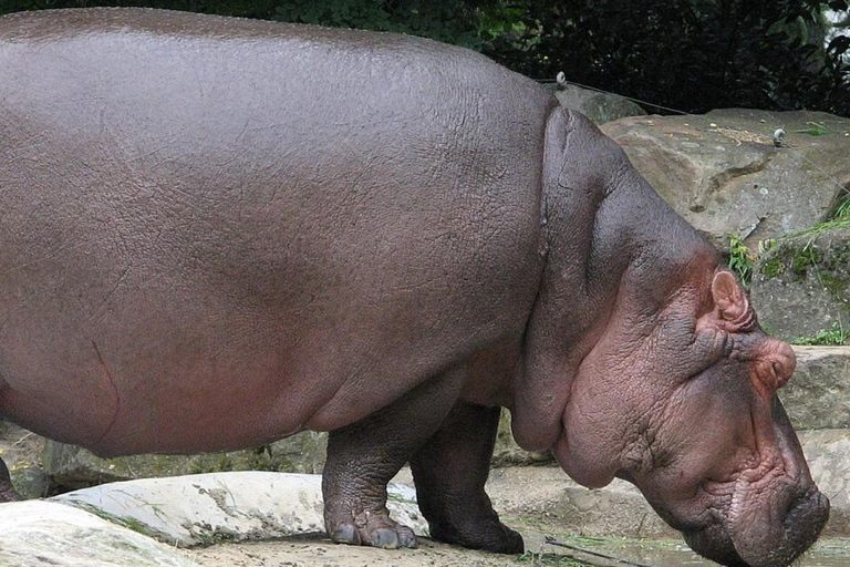 Pietermaritzburg: Scholars Small Group St Lucia Hippo Tour