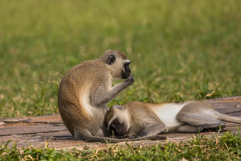 From Zanzibar: 2-Day Selous Safari with Flights & Lodge Stay 2-Day Selous Safari - Without Transfer