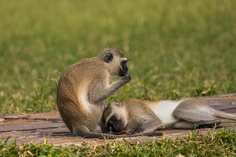 From Zanzibar: 2-Day Selous Safari with Flights & Lodge Stay 2-Day Selous Safari - Without Transfer