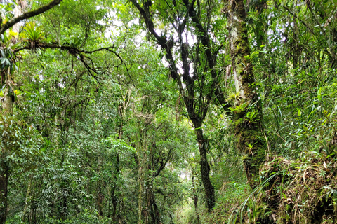 CAMINHO DO OURO - Geführte Tour durch den Atlantischen Wald, Wasserfälle und Geschichten.