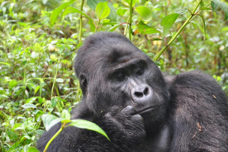 Kigali: 2-Day Volcanoes National Park & Gorilla Trek