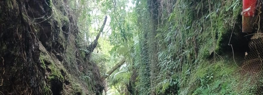 Hamilton Gardens : croisière fluviale écologique de 30 minutes