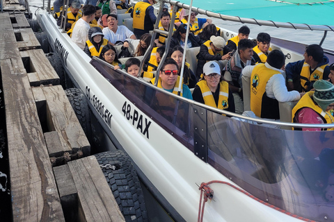 Ica: Full day to the Ballestas Islands and the Paracas National Reserve Ica: Full Day to the Ballestas Islands and Paracas National Reserve