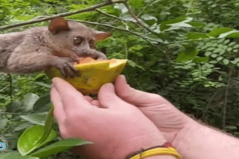 Zanzibar: Nungwi Kilosa dierentuin tour