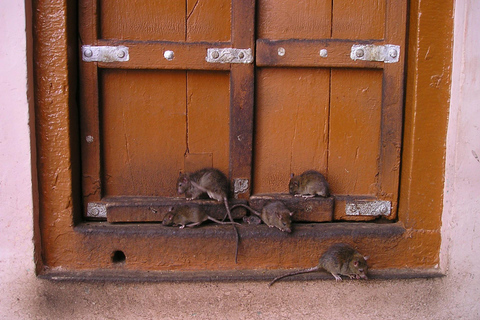 From Bikaner: Rat Temple Tour with Drop-off at Jodhpur Private Transport + Local Guide + Entry Tickets.