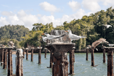 From Punta Cana: Los Haitises Tour: Mangroves, Caves + Round Mountain