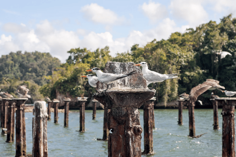 From Punta Cana: Los Haitises Tour: Mangroves, Caves + Round Mountain