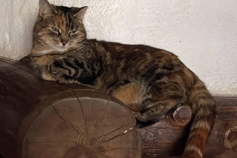 Brașov: Curmătura Chalet, adventure with Mountain Guide