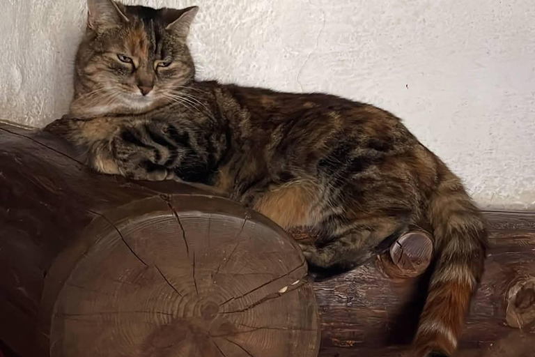 Brașov: Curmătura Chalet, adventure with Mountain Guide