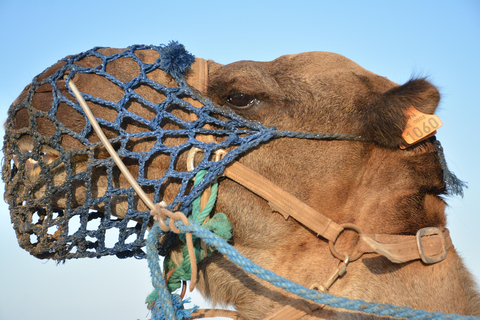 Quad and Dromedary Adventure: Half-day of Escape and Sensations