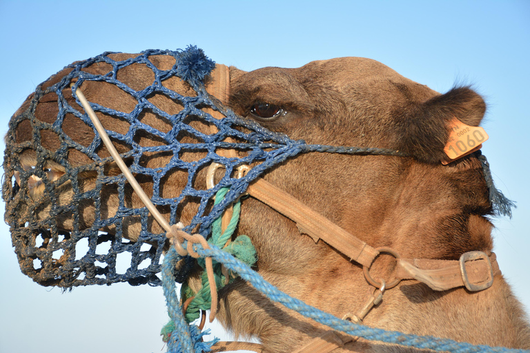 Quad and Dromedary Adventure: Half-day of Escape and Sensations