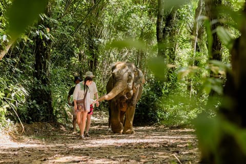 Khao Lak: Ethical Elephant Sanctuary Observation Experience - Image 2
