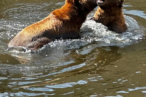 Sitka: Sea it All Combo Land & Sea Tour w/Bear Tour & Meal