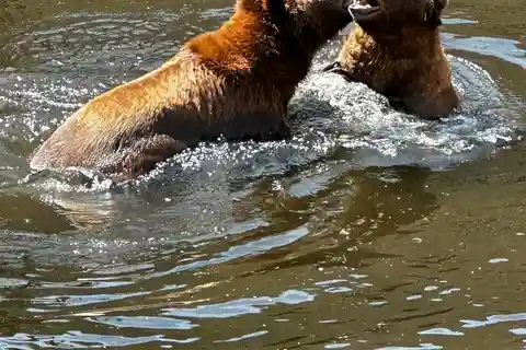 Sitka: Sea it All Combo Land & Sea Tour w/Bear Tour & Meal
