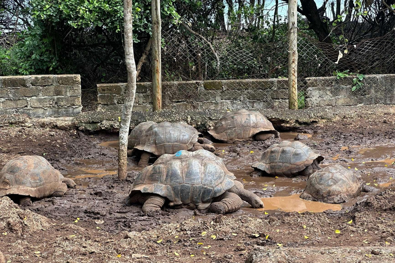 Zanzibar : excursion d'une journée à l'île-prison et au marché alimentaire nocturne (visite nocturne)Visite privée sans prise en charge à l'hôtel et retour à l'hôtel