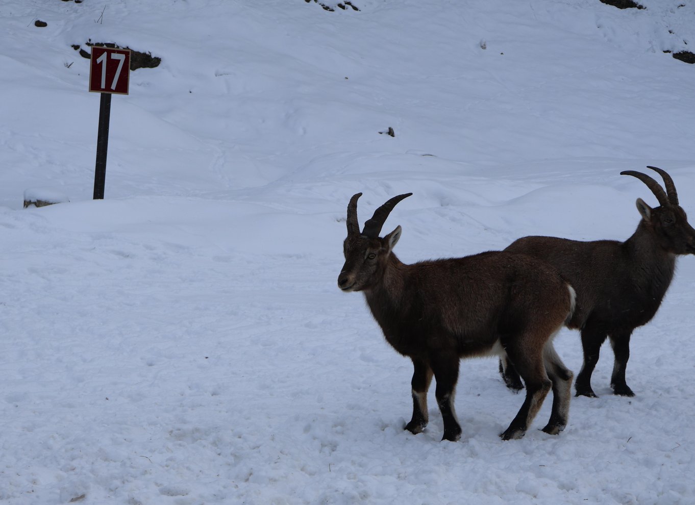 Fra Montreal: Omega Park Wildlife Safari Calling Sounds