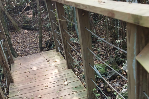 Guided Primeval Nature Walk Tour