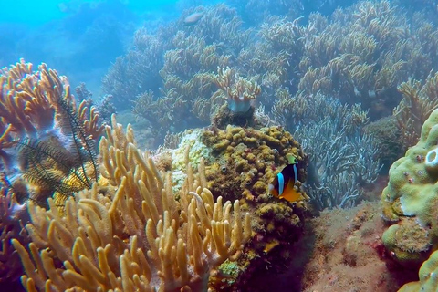 Visite des îles Cham, plongée en apnée et plongée sous-marineVisite de groupe