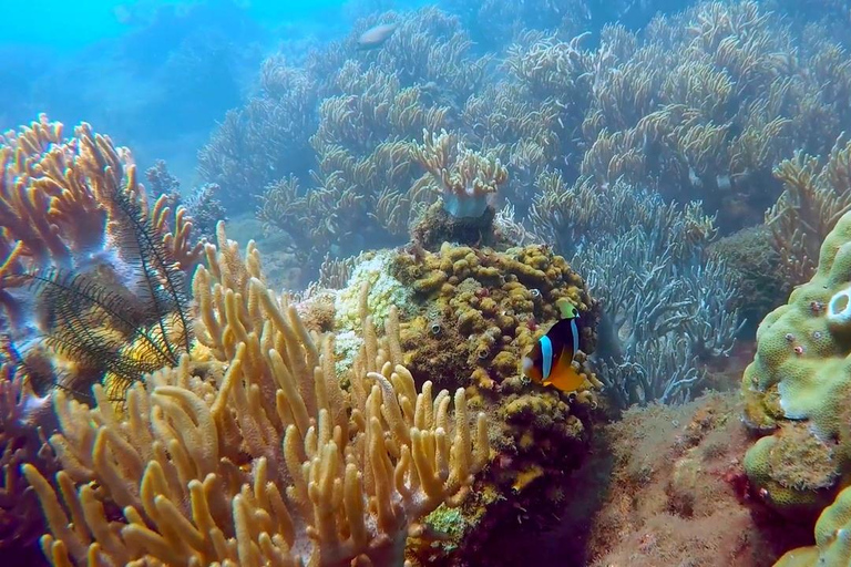 Från Da Nang/ Hoi An: Chamöarna &amp; snorkling eller dykningGruppresa