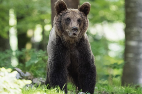 Brașov Bear Sanctuary Tour, Private group with Entry Ticket