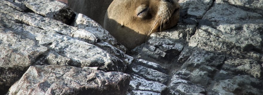 Depuis Paracas : Explorez les merveilles naturelles des îles Ballestas
