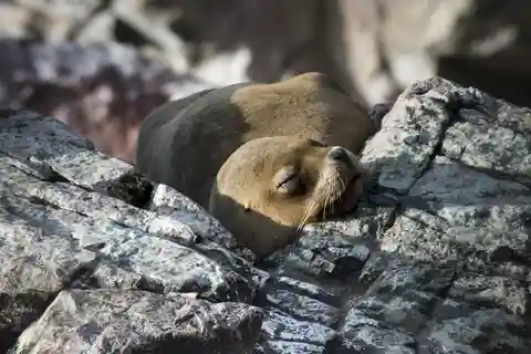 De Paracas: Explora a maravilha natural das Ilhas Ballestas