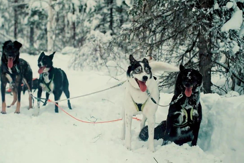 Sirkka: 1,5 km familjevänlig Husky-slädåkning