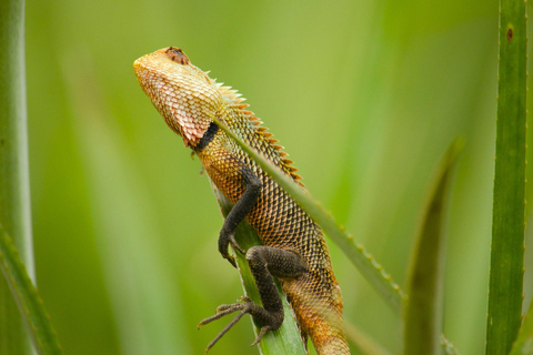 Bentota bytur, flodsafari med Westcoast