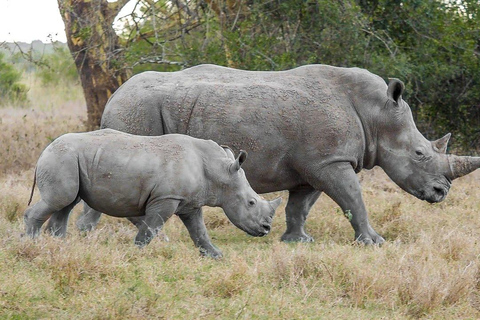 KwaZulu-Natal: Thanda Safari Private Game Reserve Tour