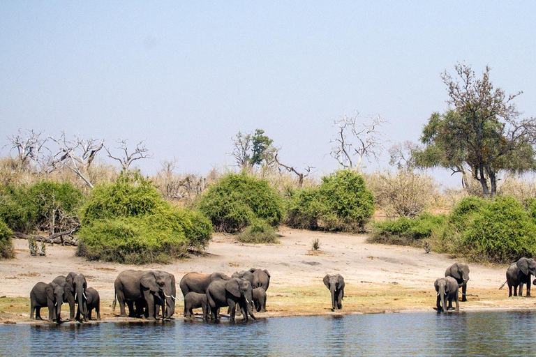 Excursion d&#039;une journée à Chobe (Botswana)