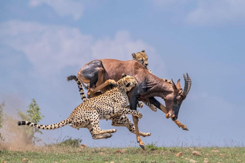 Dagstur i Masai Mara och besök i Masai Village