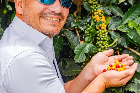 Boquete: Geisha Coffee Plantation Tour with Tasting