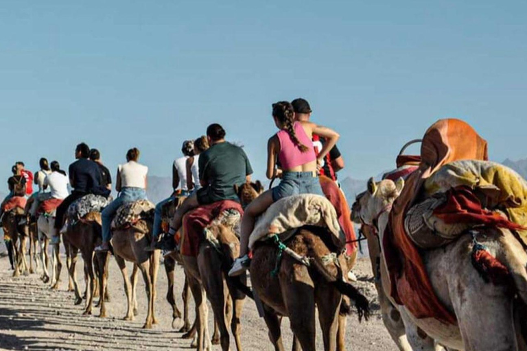 Marrakech: Agafay Desert Quad & Camel Rides with Dinner Show
