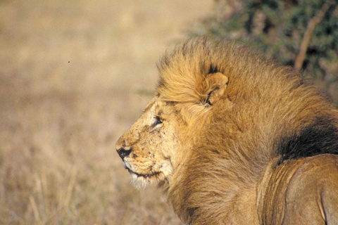 Nairobi: Parque Nacional, Orfanato de Elefantes y Centro de Jirafas