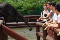 Von Kuala Lumpur, Kuala Gandah Elephant Sanctuary Day Tour - Hizvo
