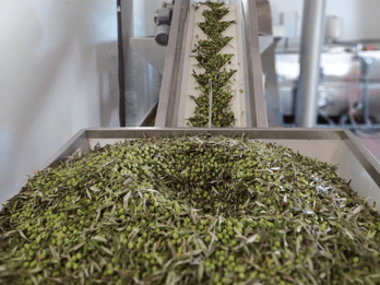Tour sostenibile del frantoio con degustazione di olio d'oliva a Chieti