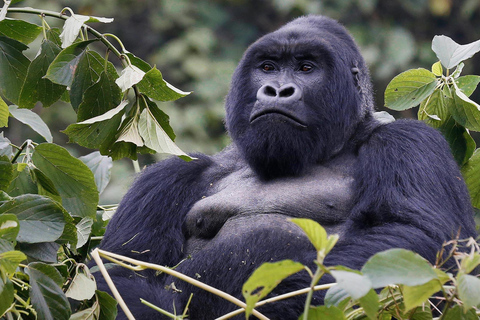 3 Days Gorilla Trekking in Rwanda