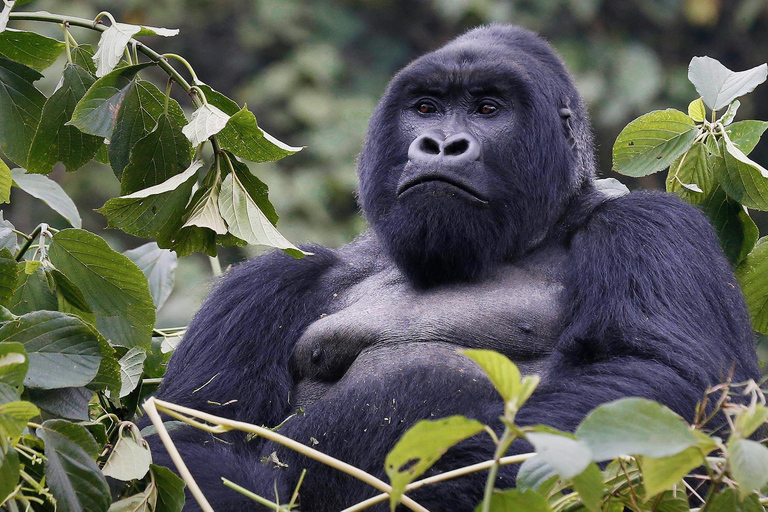 3 Days Gorilla Trekking in Rwanda