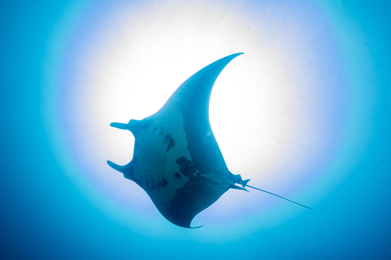 Similan 2Day-1Night Onboard MV Koon Scuba Dive or Non-Dive From Phuket Similan MV Koon Scuba with Dive - Sharing Room