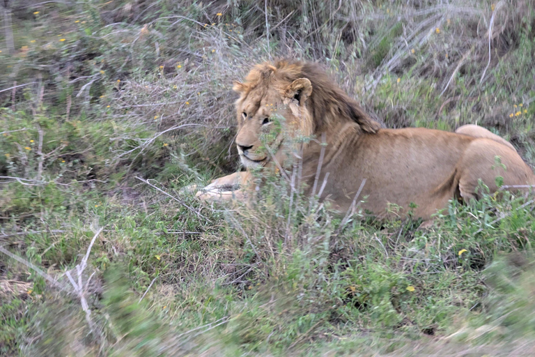 Tansania Wild Explorer