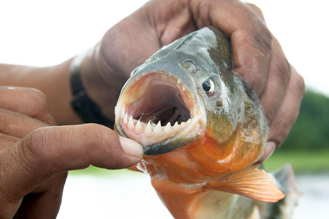 1D Abenteuer in Pacaya Samiria: Piranha-Fischen