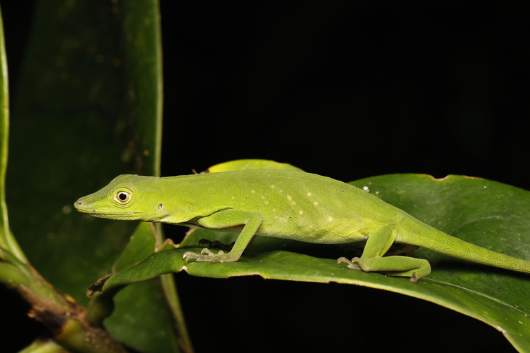 Panamá; San Blas Dos días en la selva todo incluido