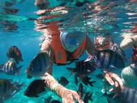 Aventura invisible de buceo en bote en Cozumel - Housity