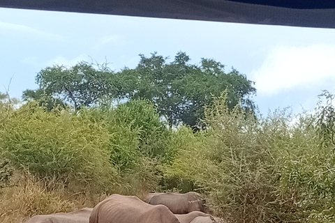 Eswatini: Rhino Walk in Hlane Royal National Park