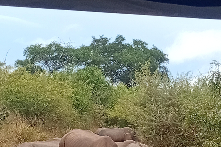 Eswatini: Rhino Walk in Hlane Royal National Park